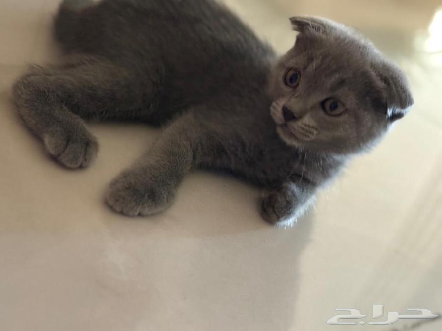 للبيع 3 كيتن سكوتش64544001864835114