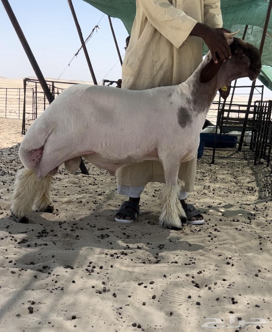 جذع صنف فاخر ومعرف64549697933058112