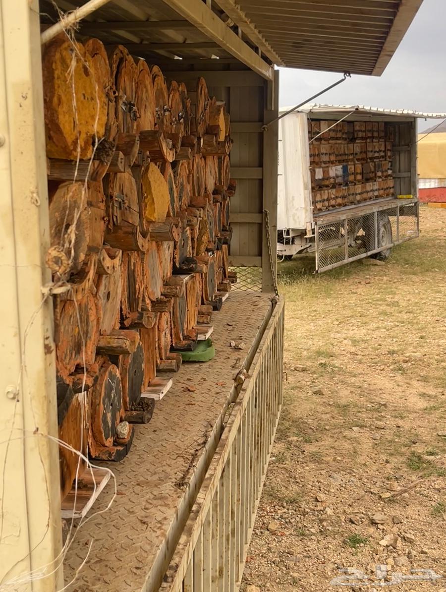 عسل صافي جبلي جديد من منحلي شخصيا64552263705089112