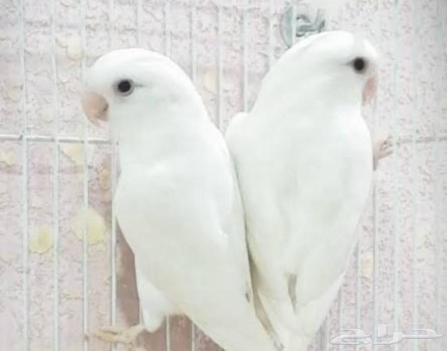 Rose Parakeets, Tame64552774823042110