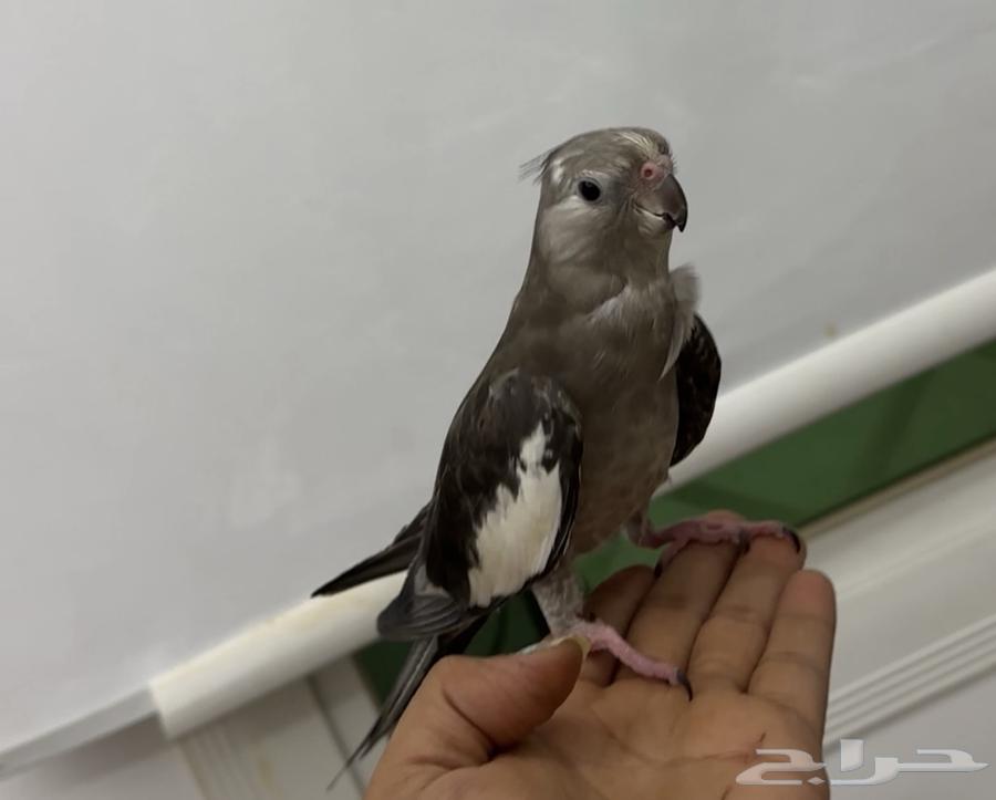 البيع سوم 40064551119069827112