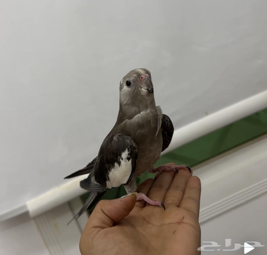 البيع سوم 40064551119069827113