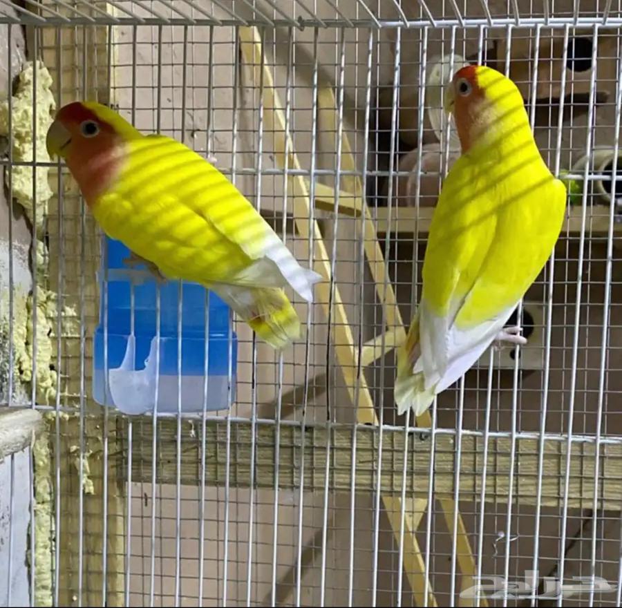 جوز روز لاتينو64549973655425110