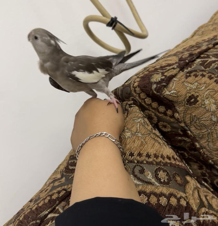 البيع سوم 40064551119069827110