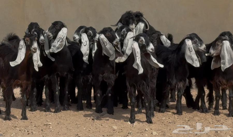 عرض رقم 3 جذعات عوارض ربش وسم واحد العدد 15 بالفحول 264546623541507112