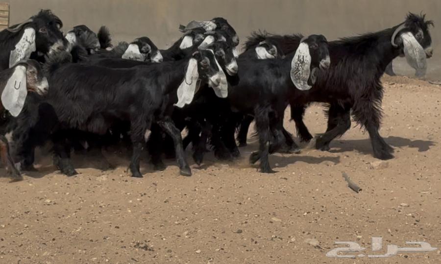 عرض رقم 3 جذعات عوارض ربش وسم واحد العدد 15 بالفحول 264546623541507113