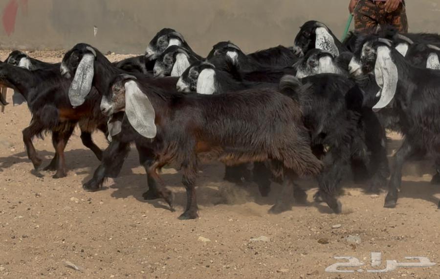 عرض رقم 3 جذعات عوارض ربش وسم واحد العدد 15 بالفحول 264546623541507114