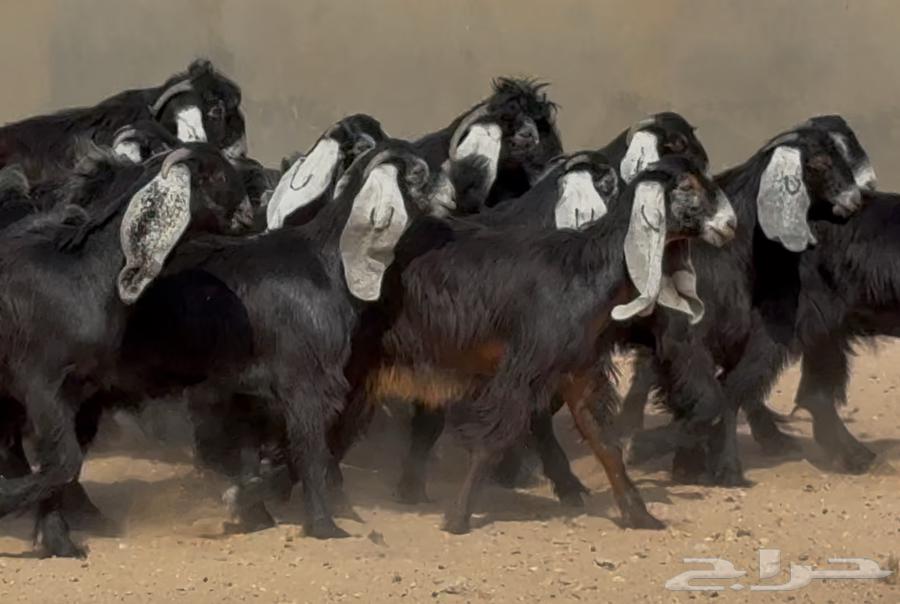 عرض رقم 3 جذعات عوارض ربش وسم واحد العدد 15 بالفحول 264546623541507110