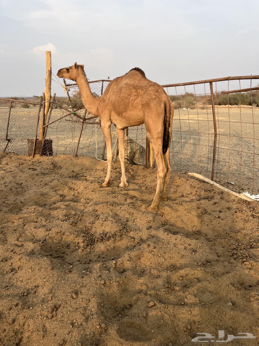 للبيع بكره لقيه64551632912386110