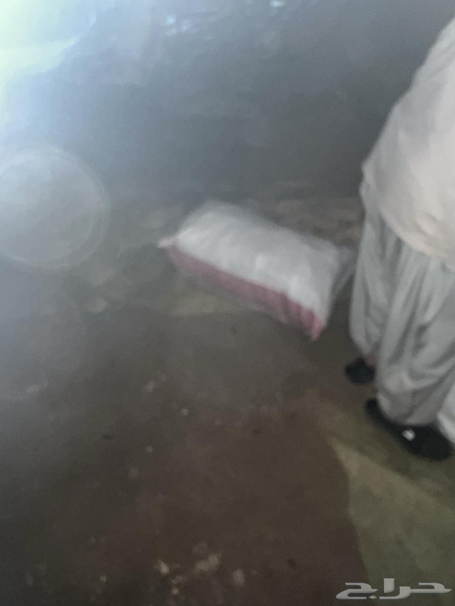 خبز تميس اكياس فل مكسر64551433853570111