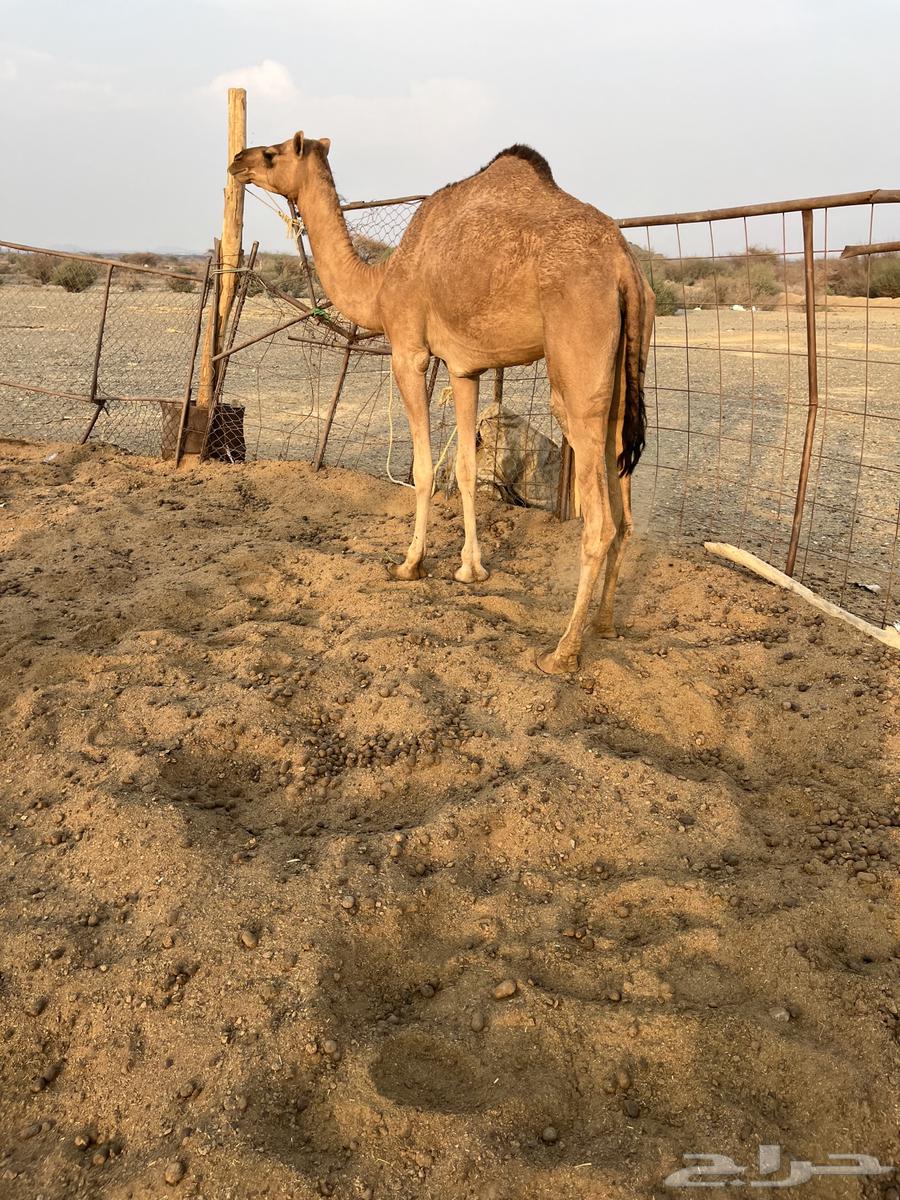 للبيع بكره لقيه64551632912386111