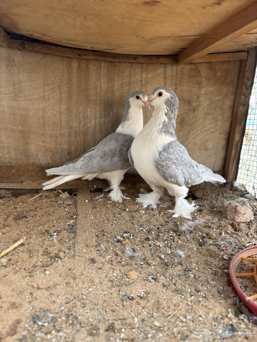 للبيع حمام جوز64552363385729111