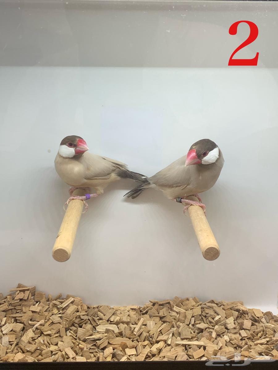 ( تم البيع ) الجوز جاوا فنش فاون و اقات نورمل64548364548355111