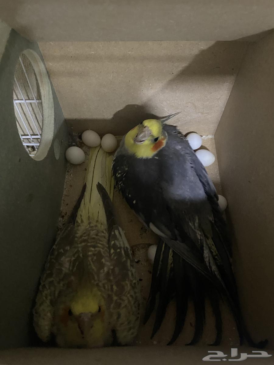 Crown Pair with Eggs64552732437891111