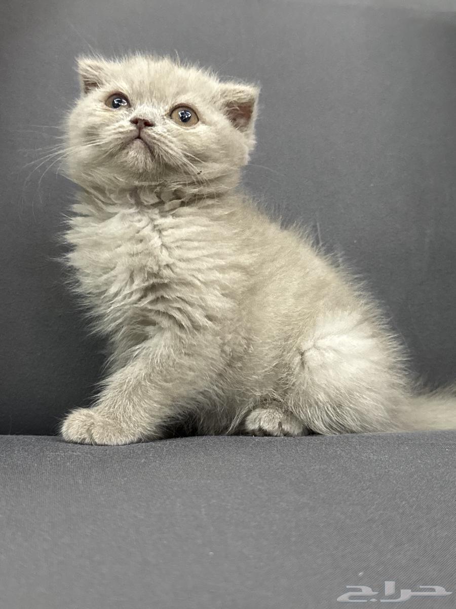 كتن انثى اسكوتش فولد بيور64462266838274110