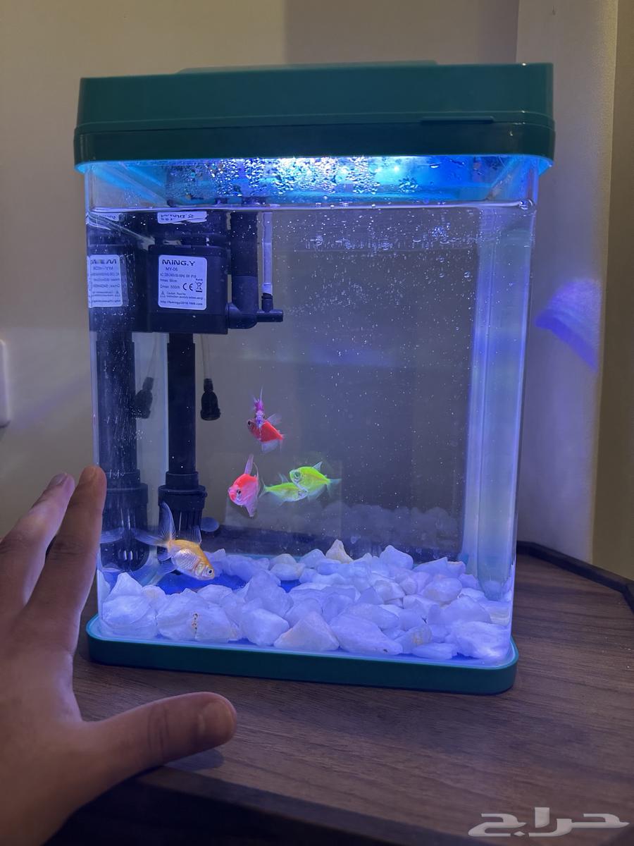 Fish tank with 5 fish, one of which is a goldfish64547916480899112