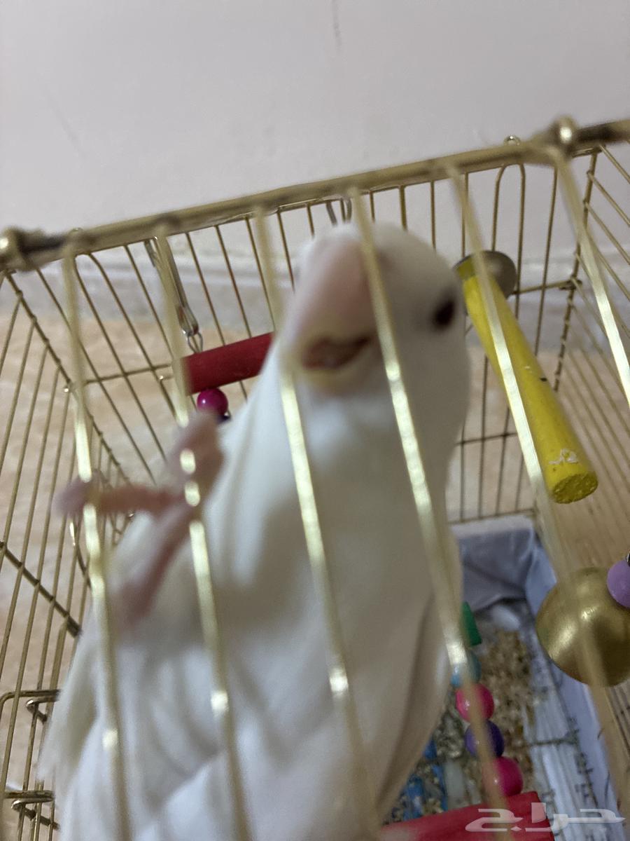 طير روز أليف لون البينو عيون حمر صحه الريش  100 وصحته ممتاز64551533167107110