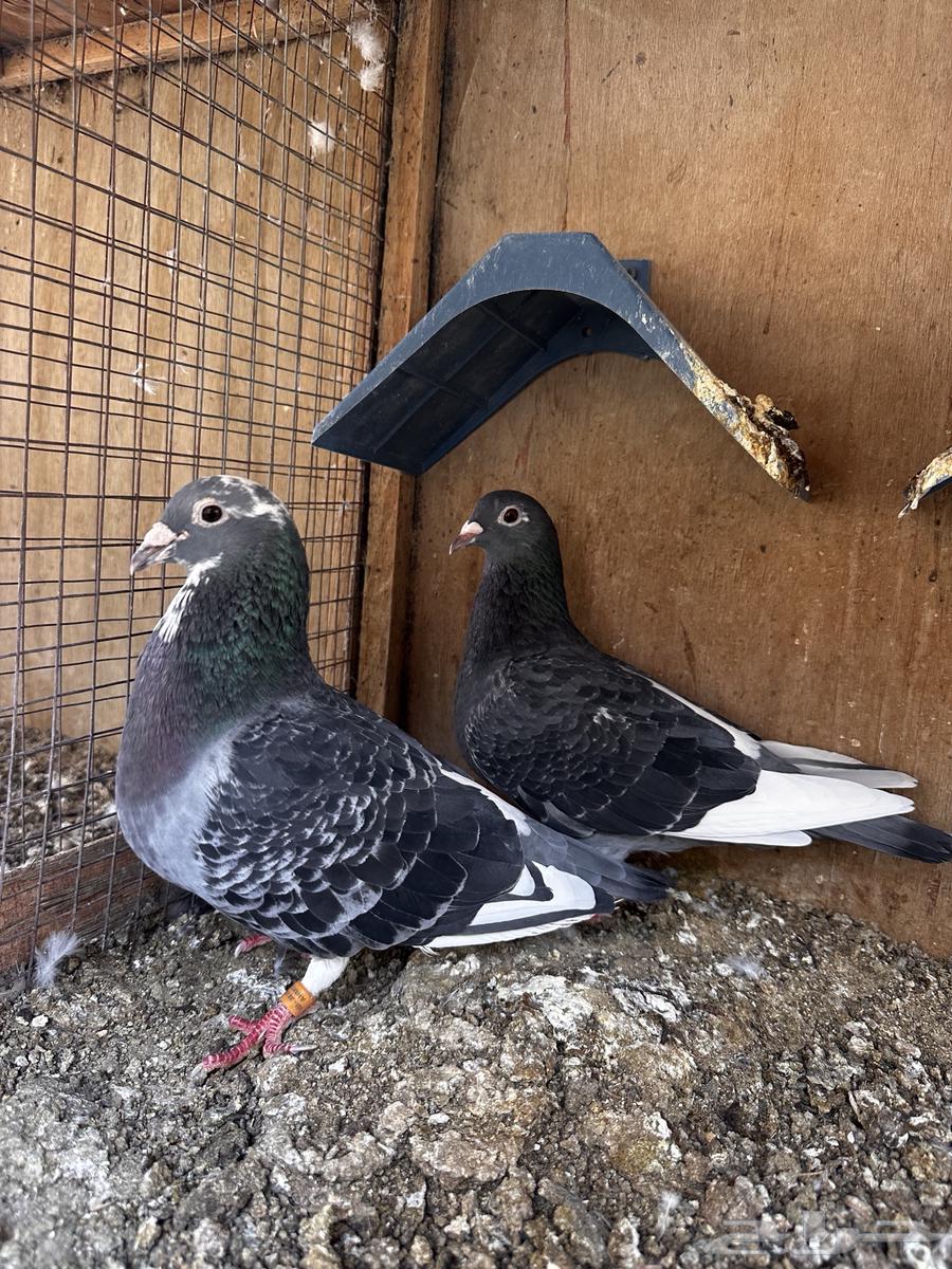 زاجل جان اردن(تم البيع)64546776588931110