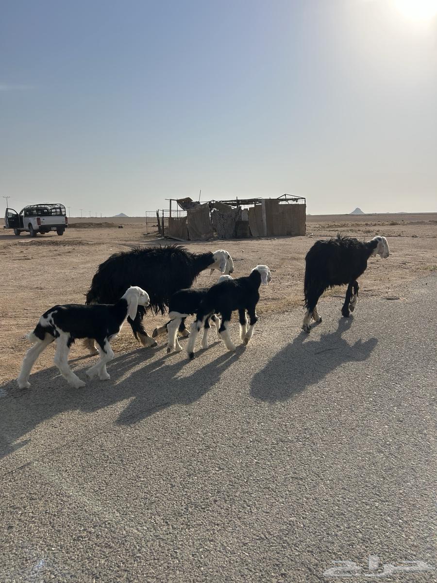 للبيع شياه نجد ولد64545374708099110