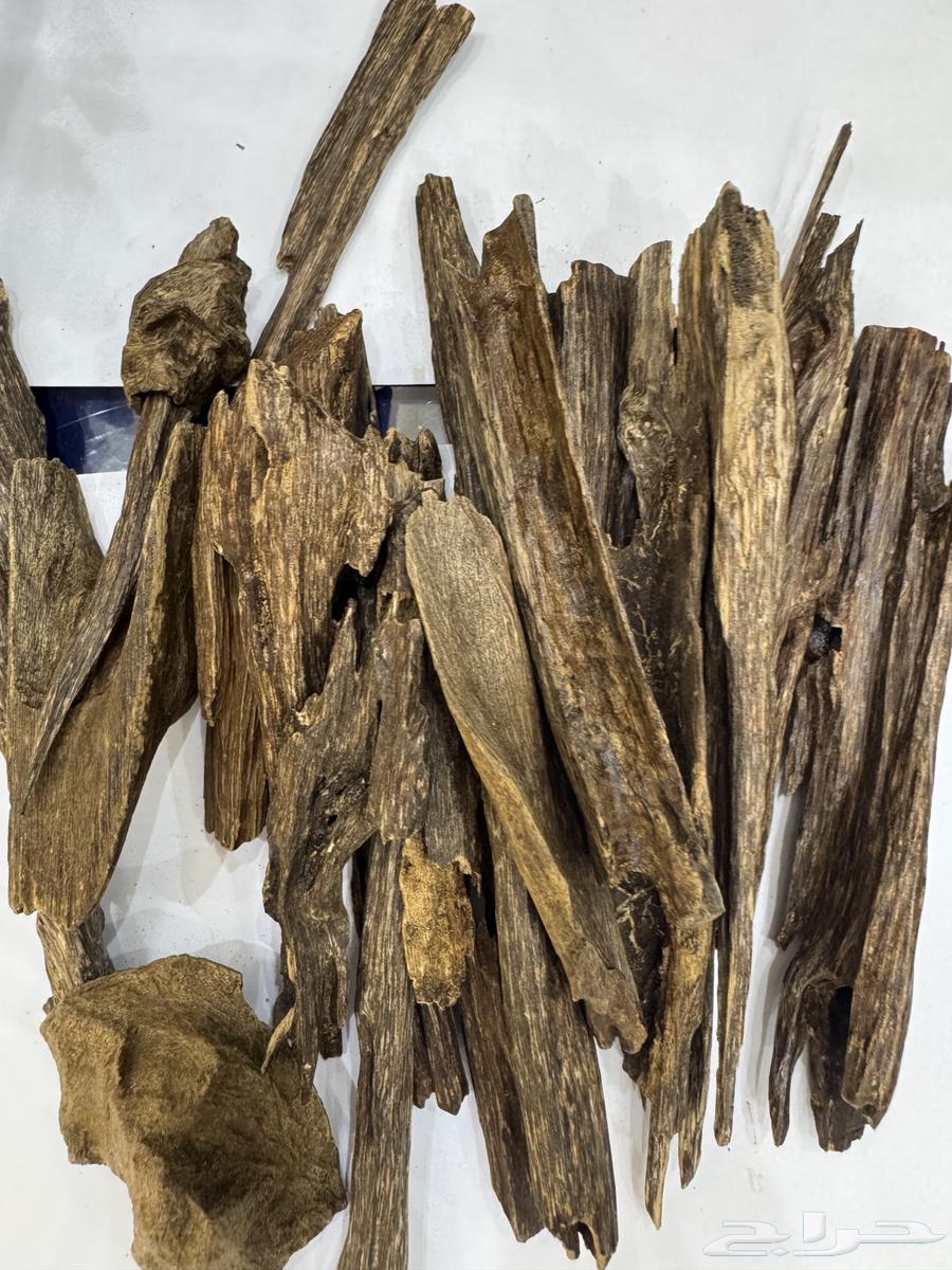 Types of Oud64545132731906113