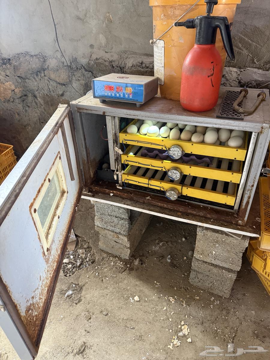 فقاسة للبيع تأخذ 180بيضة64548168563075113