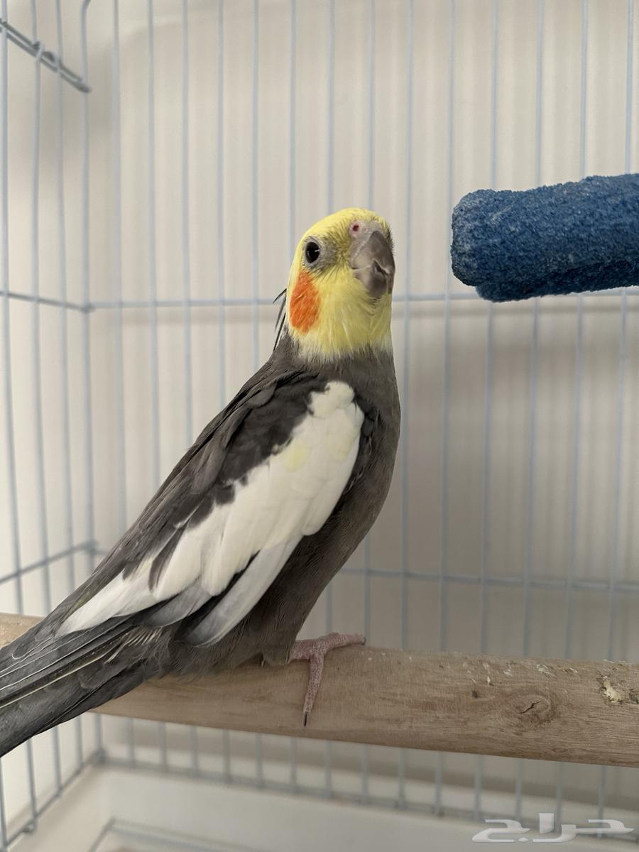 Crown Bird64547291247489112