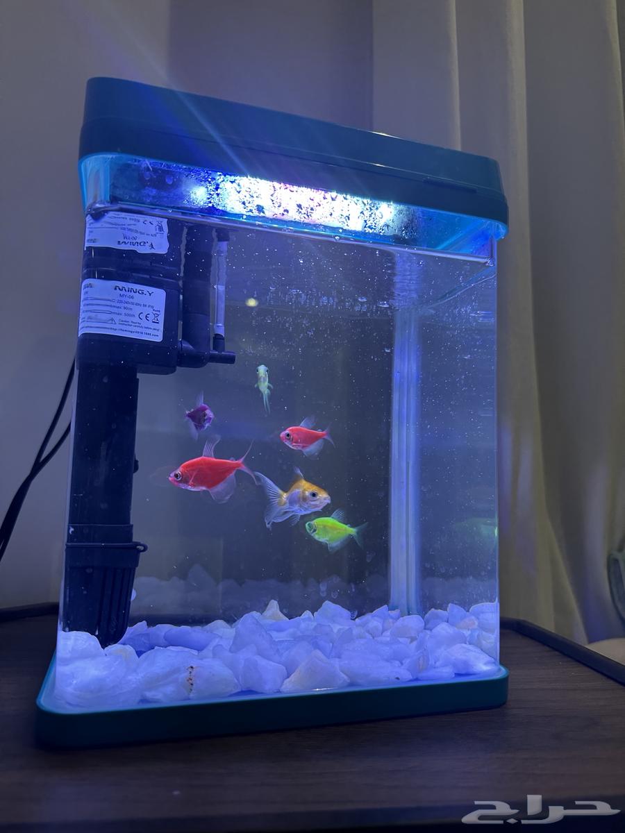 Fish tank with 5 fish, one of which is a goldfish64547916480899110