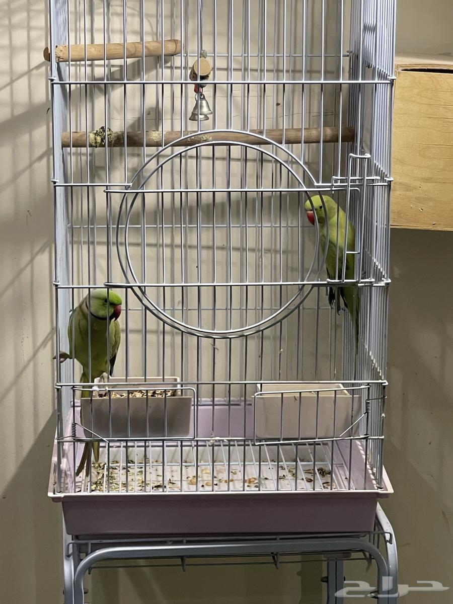 جوز ببغاء دره للبيع64544058471811110