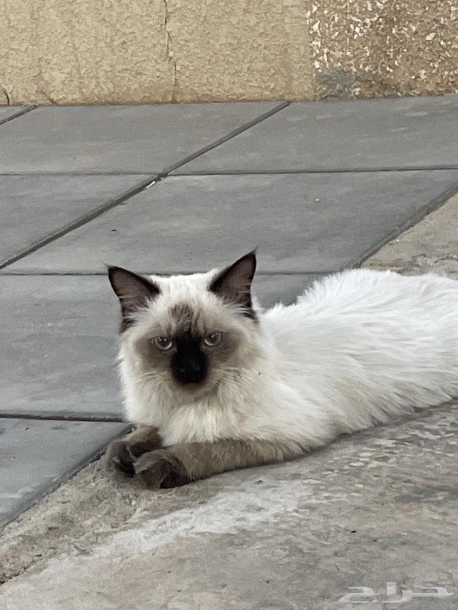 البيع علي السوم وألم64545076385410110