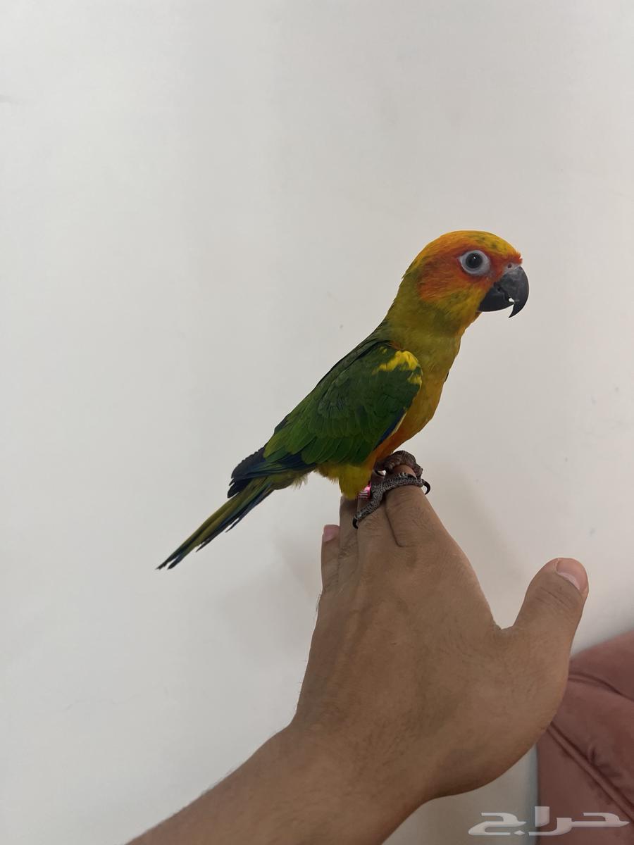 Sun Canior64547026706562113