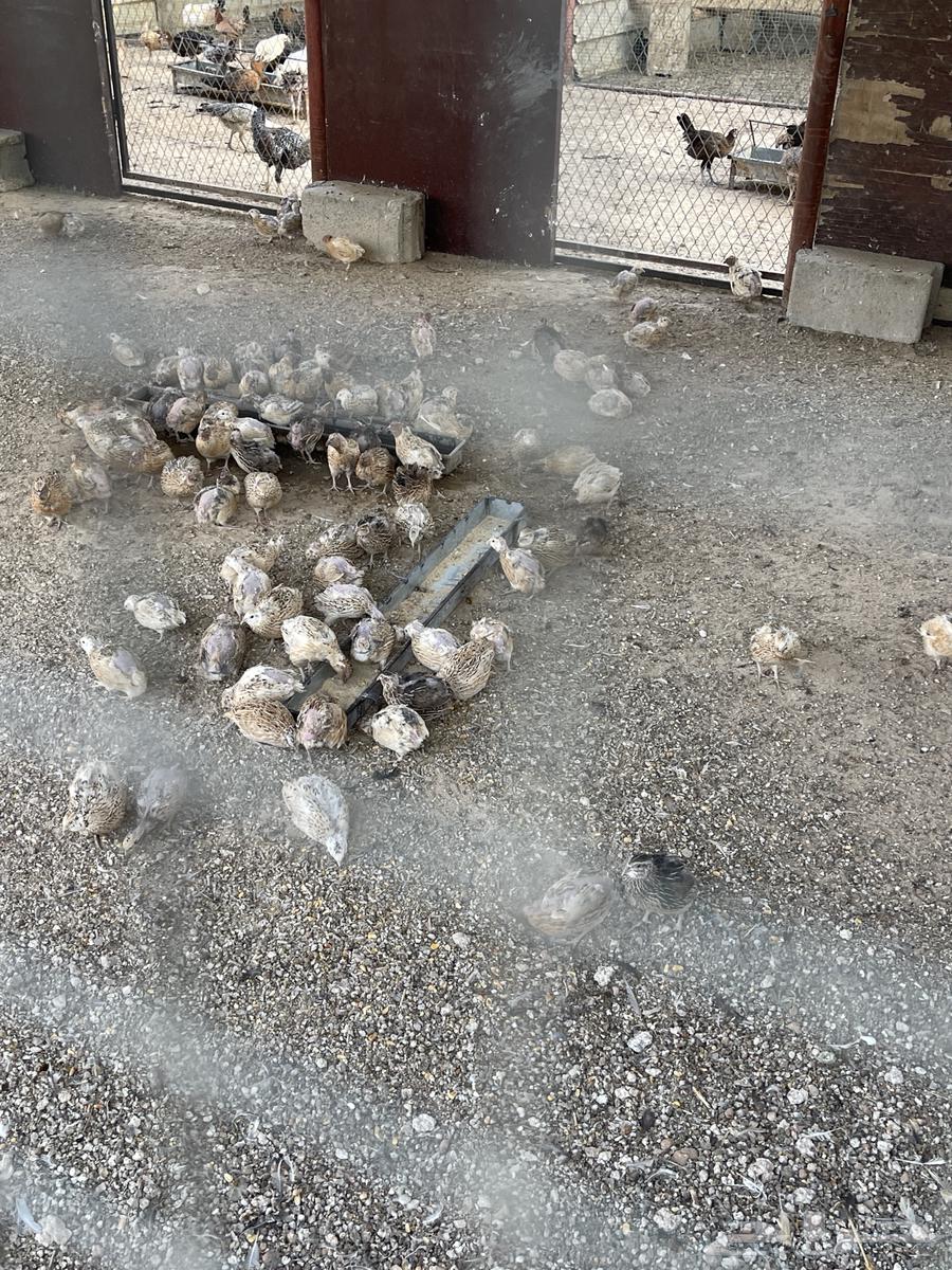 للبيع سمان فري بلدي64550511494529111