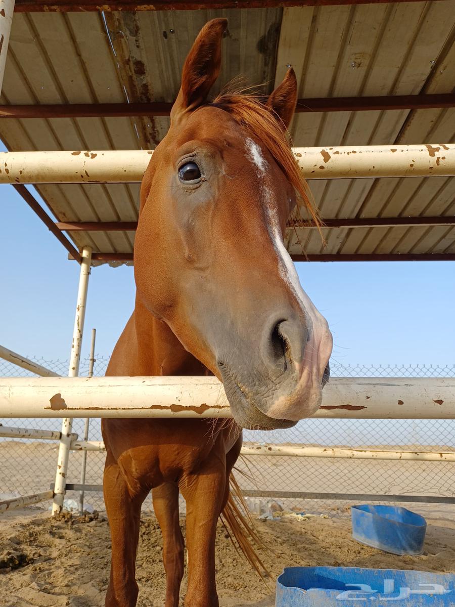 خيل للبيع64548547403266111