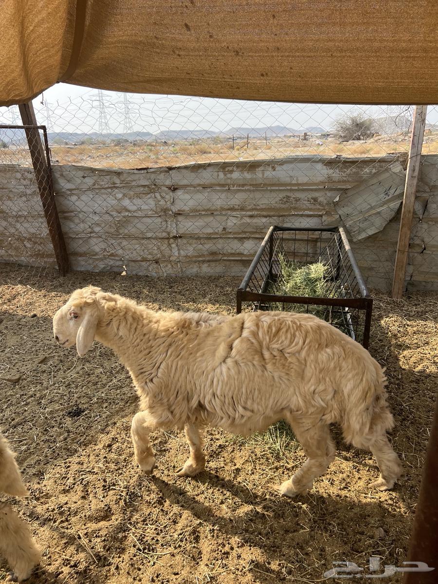 طليان ((تم البيع))64545644897154113