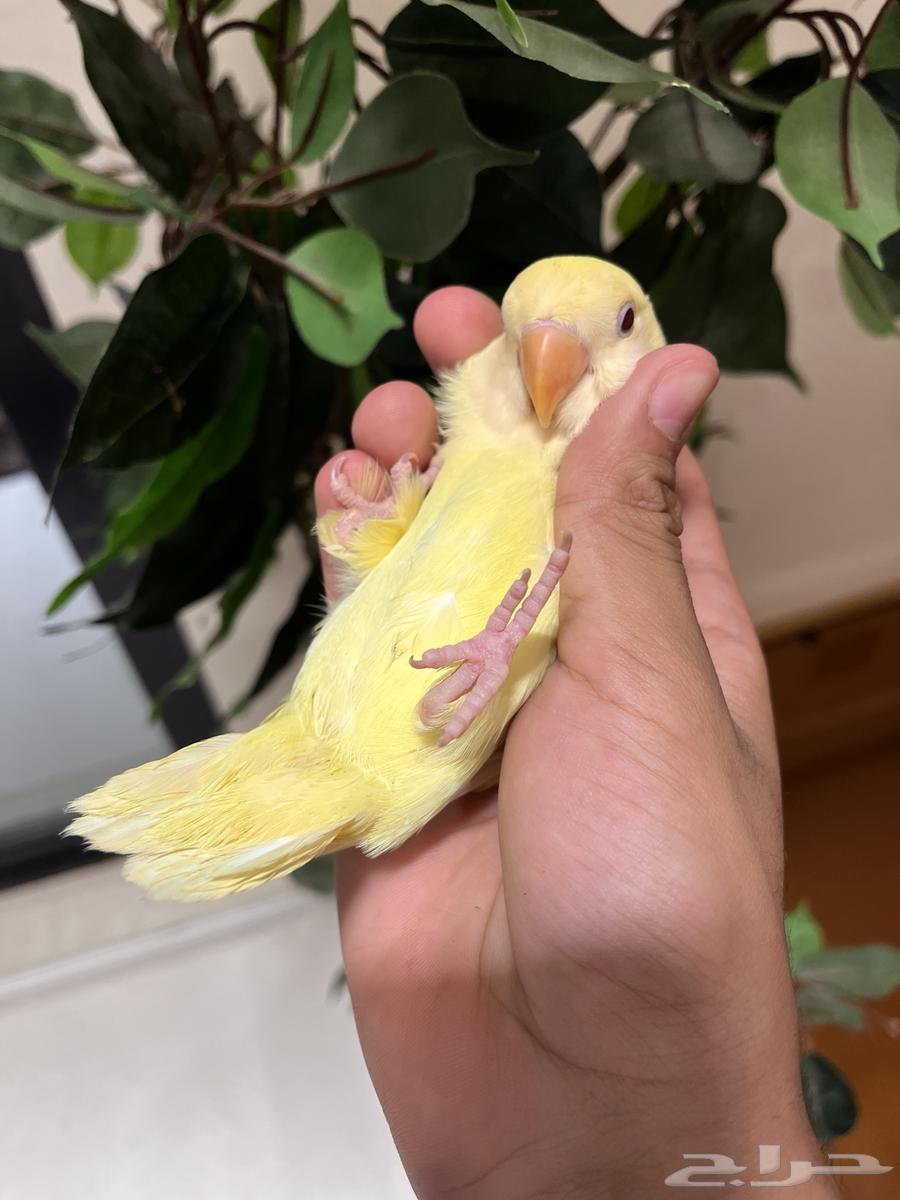 روز اليف جدا  و هدد داخلي وخارجي64552277712129114