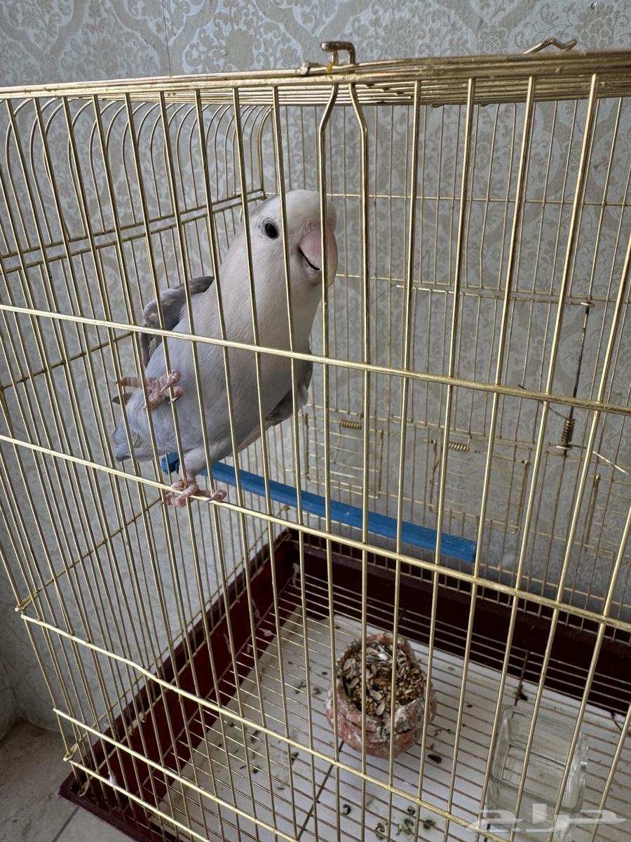 للبيع روز64546971751041110