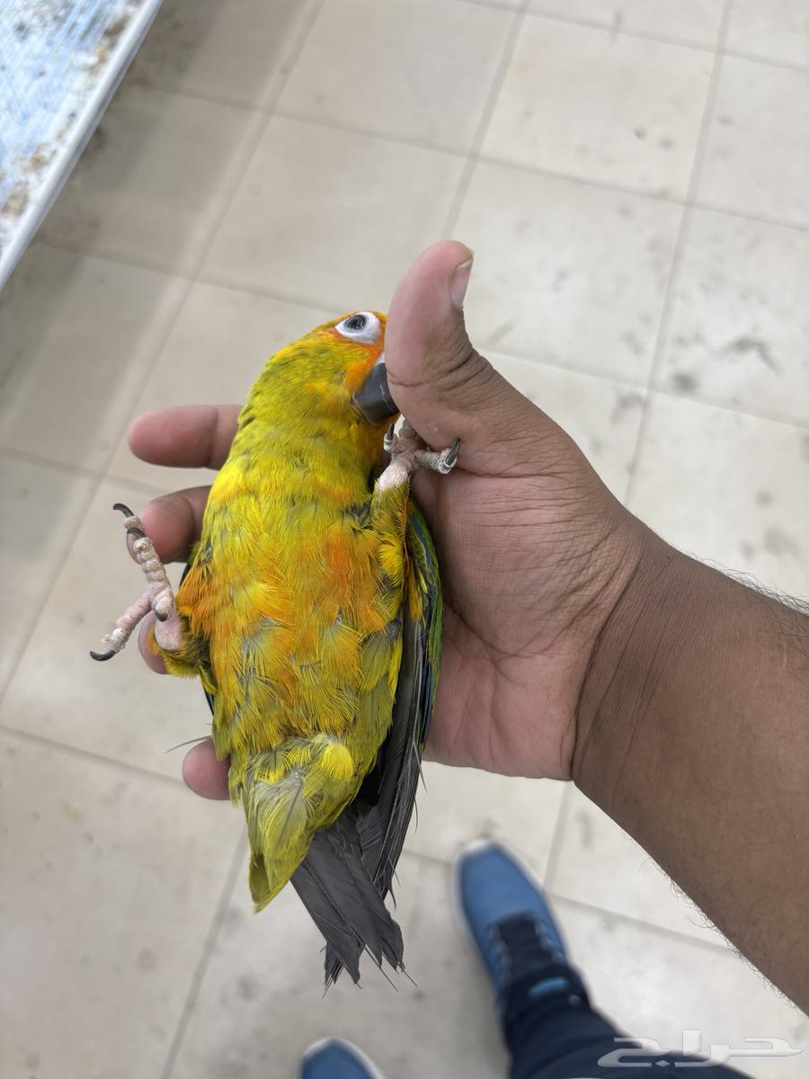 صن كنيور تم البيع64552076819585110