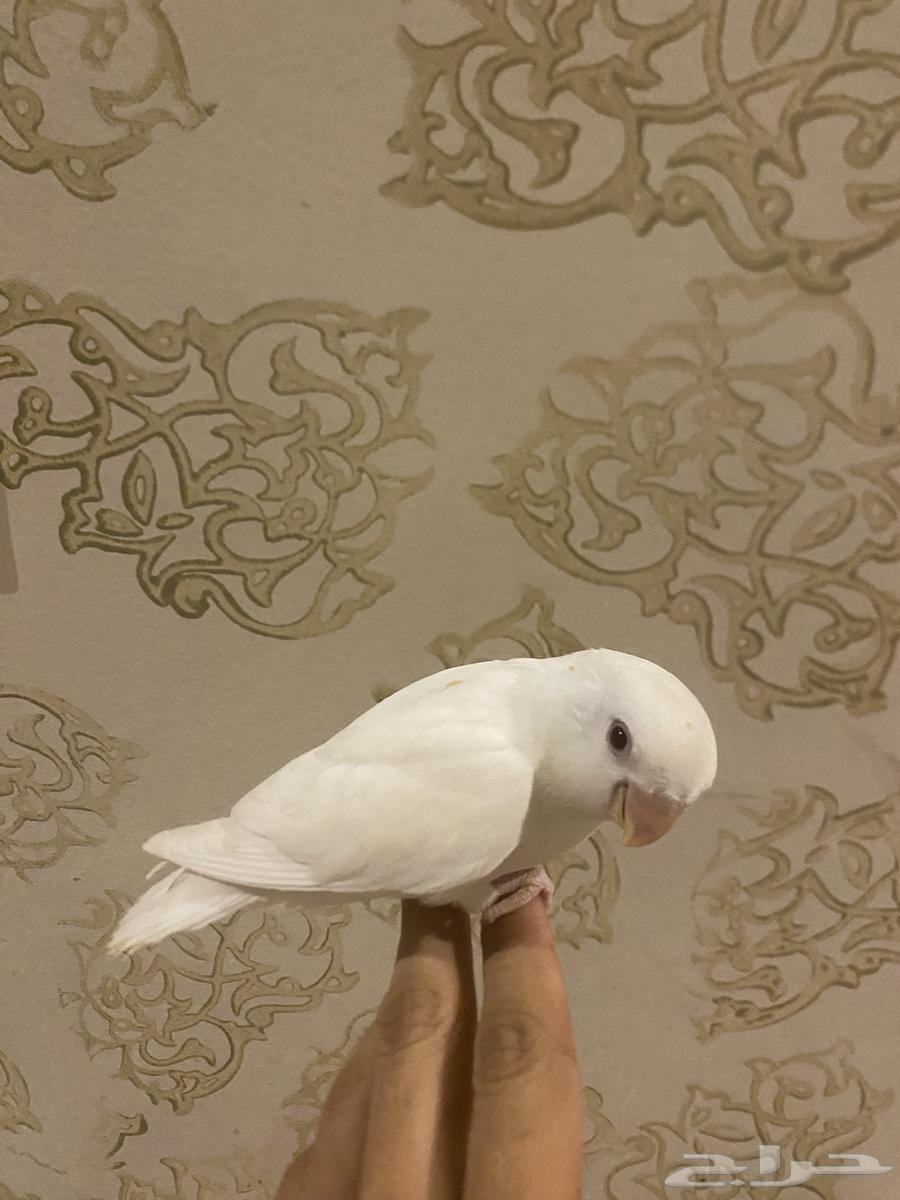 روز البينو هدد (تم البيع)64551490612099112