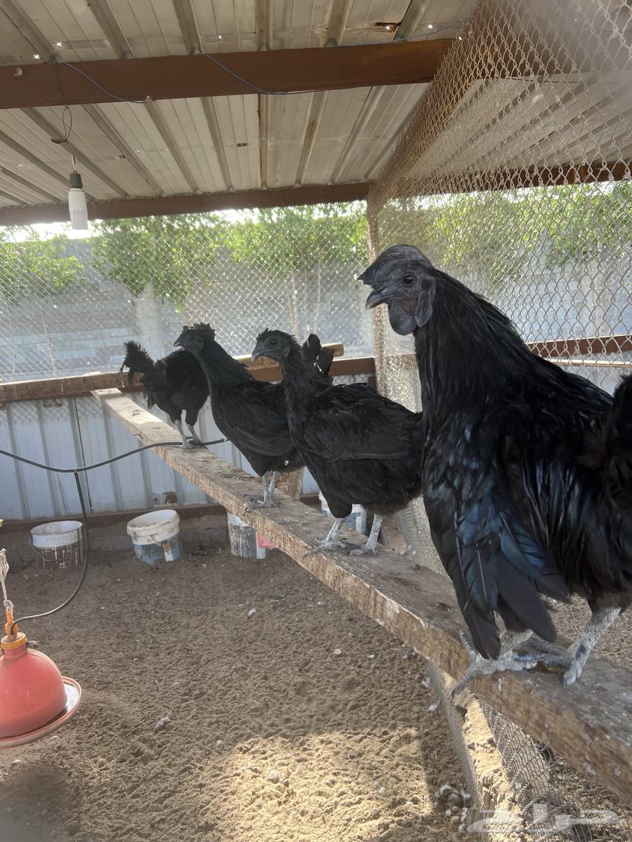 دجاج إندونيسي سومطرا بياض64546498490627113