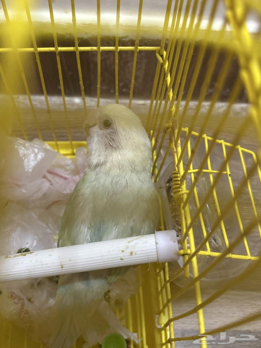 Bird of the day64547749486723111