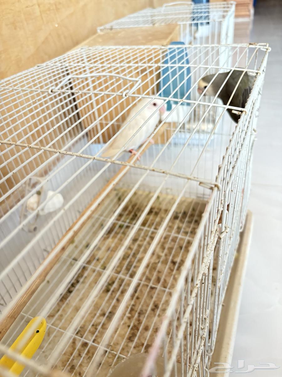 للبيع اجوز روز منتجه64545602058369111