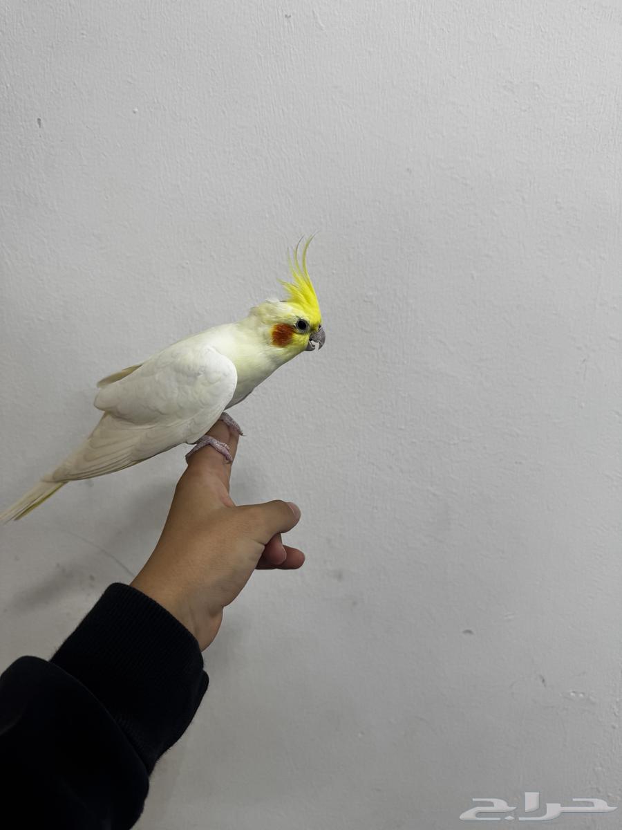 زوج كروان منتج للبيع  قفص حضانه  2مأكليه مشربيه64550145993730111