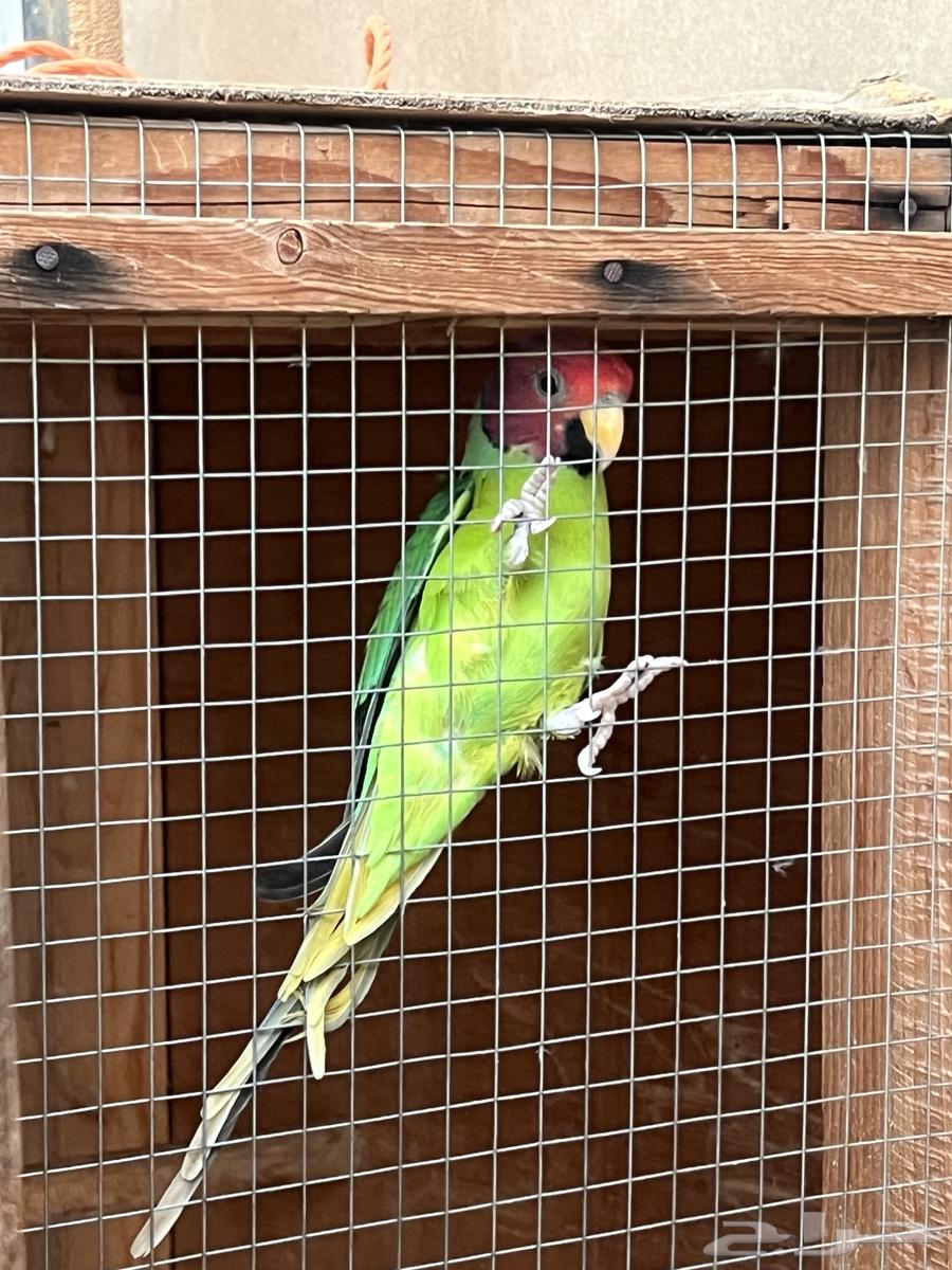 ببغاء بالم هد64551876760706111