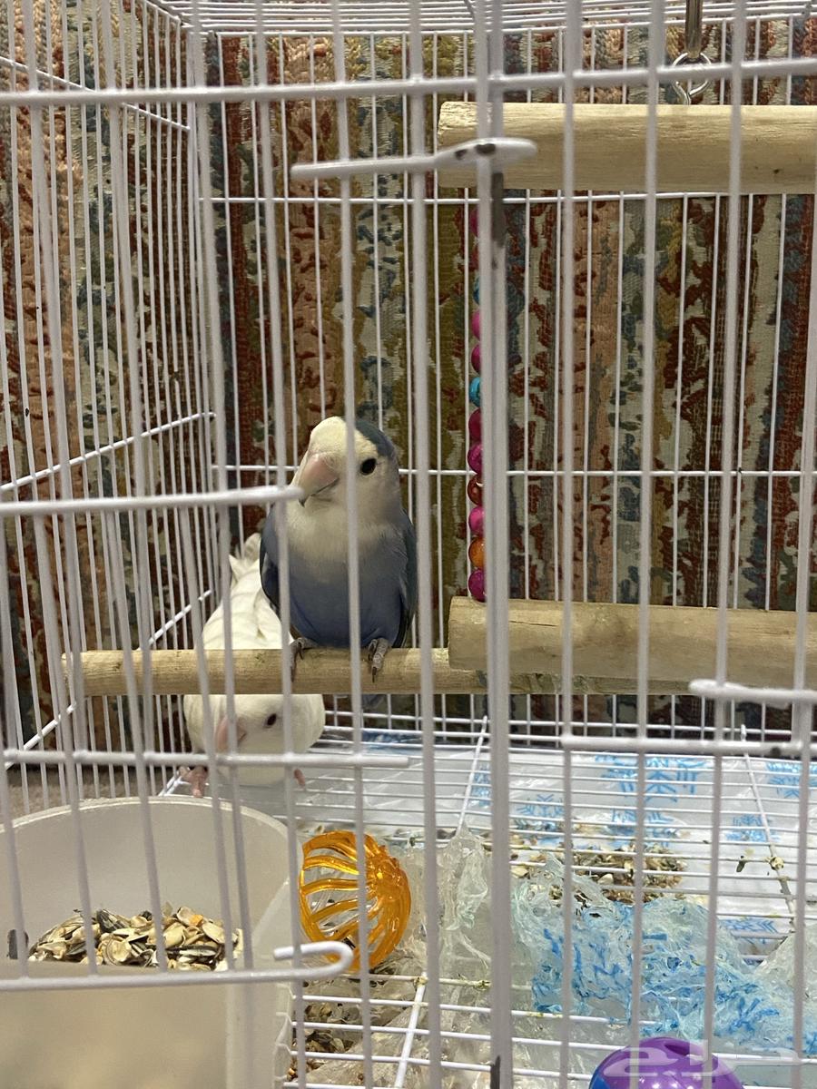 روز للبيع64547013128707110