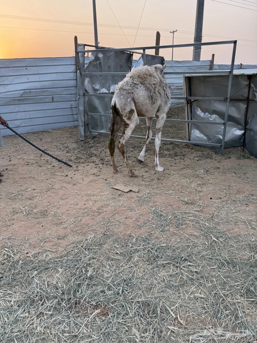 Hashi Qo'ud64551719673473111