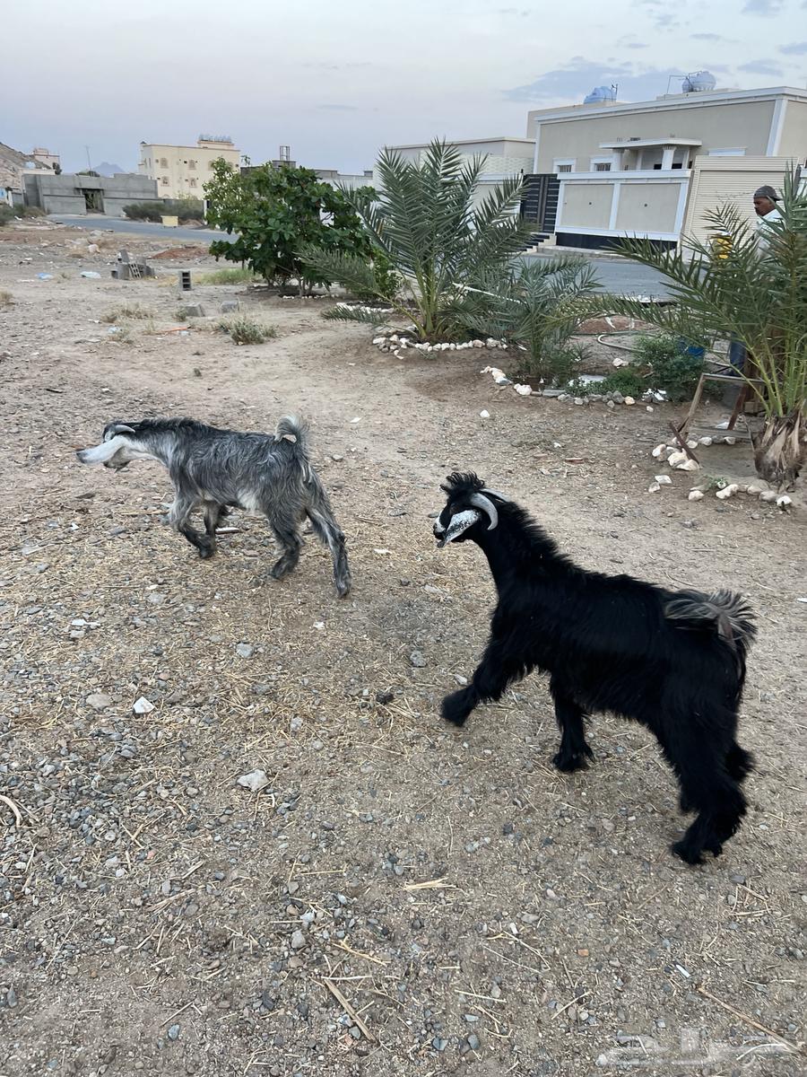 Tios Mushrou3a64550113753986112