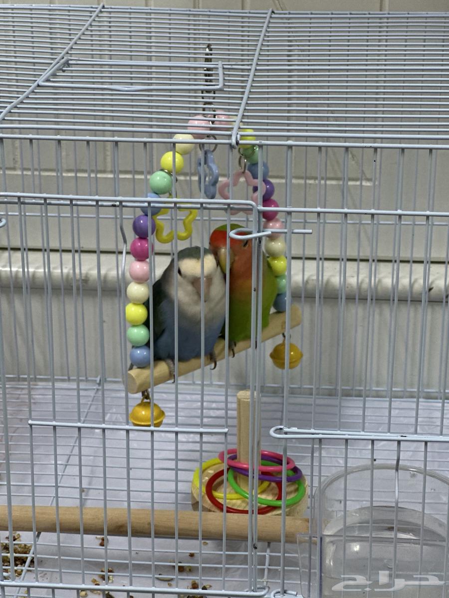 جوز طيور روز للبيع64549022970754111