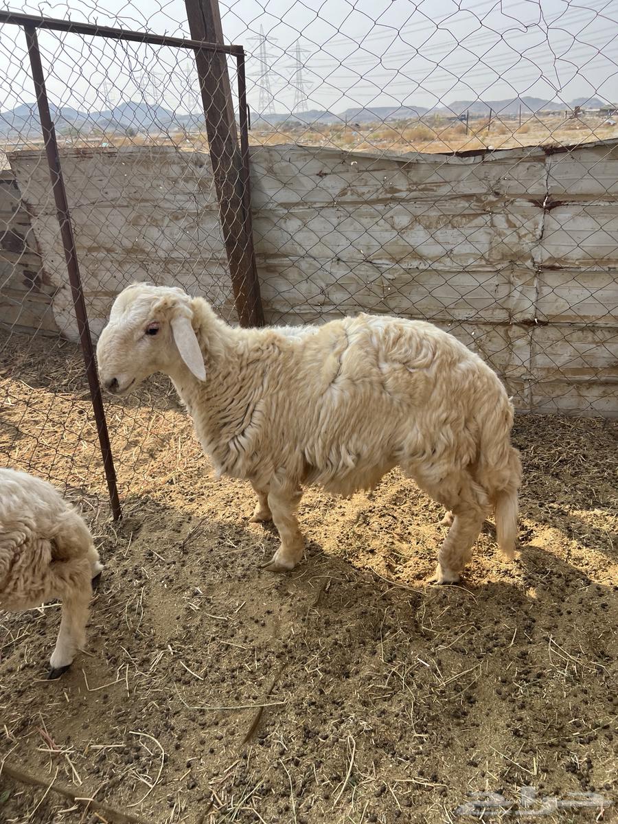 طليان ((تم البيع))64545644897154112