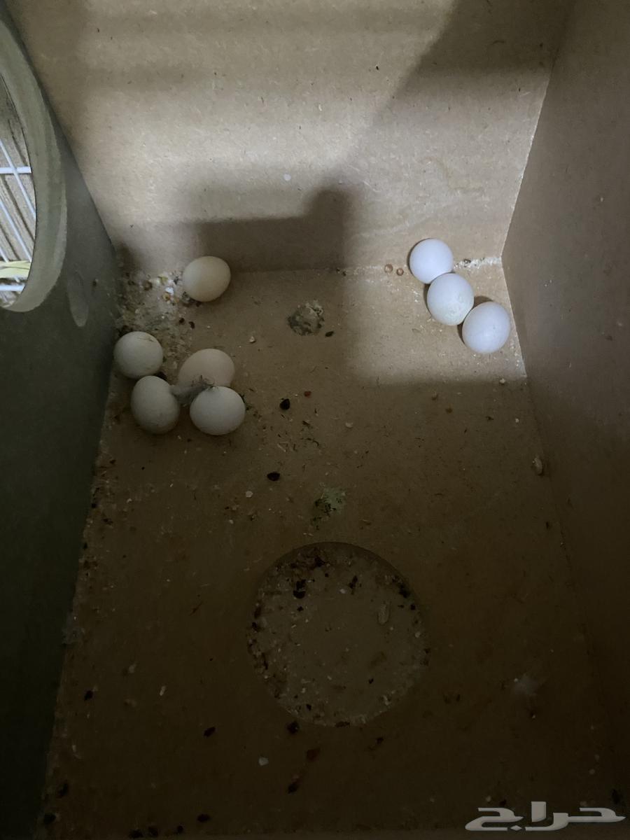 Crown Pair with Eggs64552732437891112