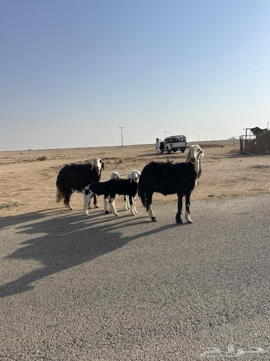 للبيع شياه نجد ولد64545374708099113