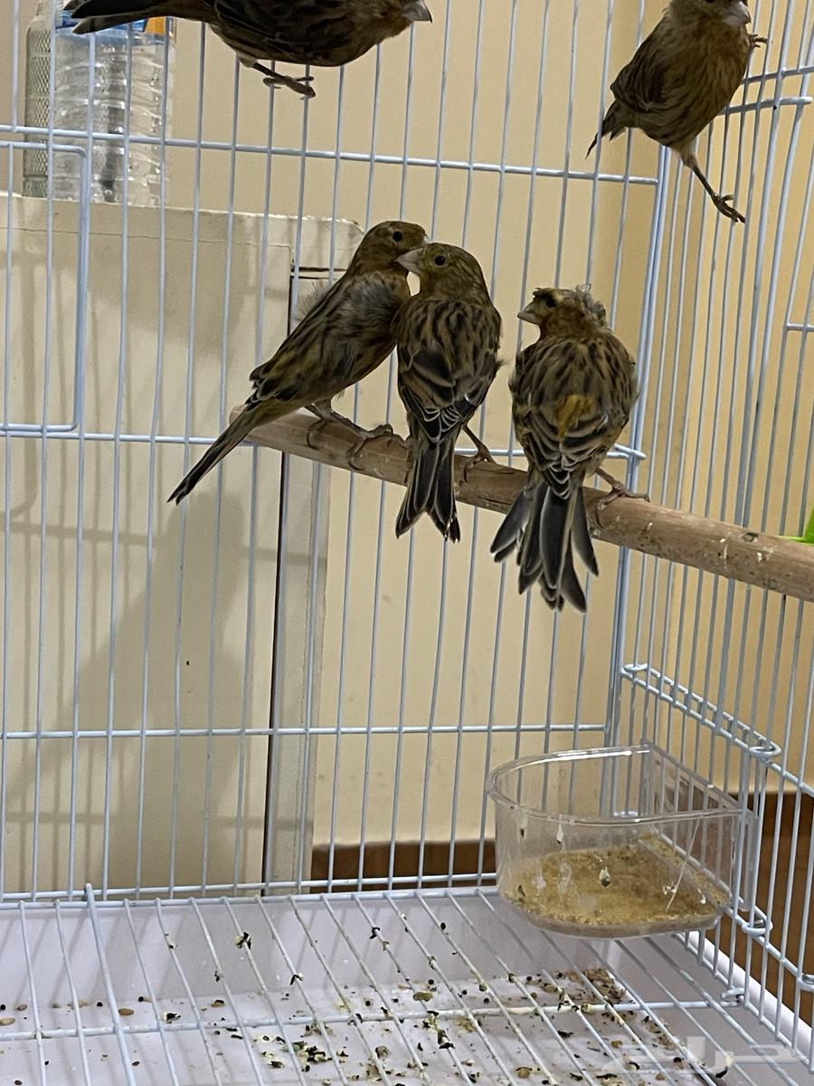 Canary64548322926849110